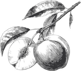 Detailed black and white drawing of peaches with leaves on a branch. Vector illustration