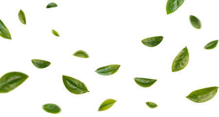 Wall Mural - green tea leaves flying in the air isolated on background.