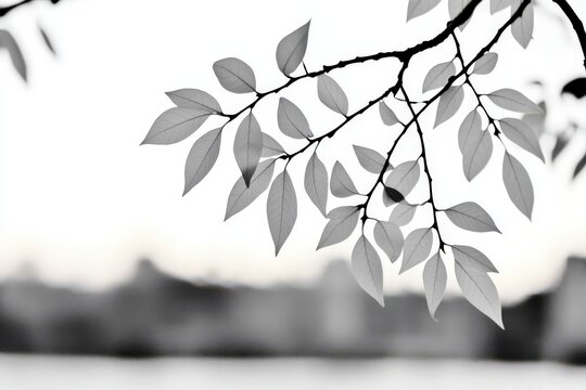 Black and white branch with visible leaf details in minimalist composition with soft blur edges in grayscale high quality botanical texture photo