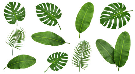 a tropical leaf medley on black echoing lush forests
