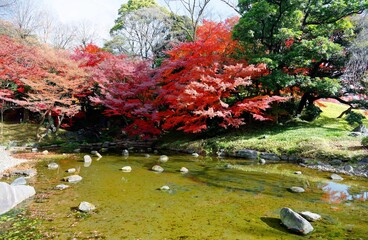 Wall Mural - Scenery of fiery maple trees by a pond with stones in the quiet water on a bright sunny day in the forest in Koishikawa Korakuen, a Japanese garden famous for brilliant autumn foliage in Tokyo, Japan