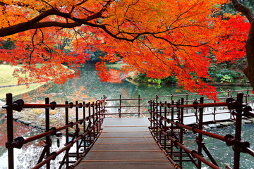 Wall Mural - Autumn scenery of a wooden path under fiery maple trees by a lake in Koishikawa Korakuen Park, a Japanese garden and a tourist attraction famous for its colorful foliage in fall season in Tokyo, Japan