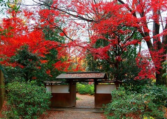 Wall Mural - A roofed wooden gate in the forest with beautiful autumn foliage and maple leaves fallen on the ground in Rikugi-en Park, a famous traditional Japanese garden and a tourist attraction in Tokyo, Japan