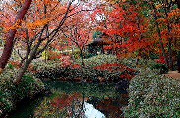 Wall Mural - Autumn scenery of a wooden pavilion covered with a thatched roof hidden in a forest of fiery maple trees in Rikugi-en Park, a traditional Japanese garden famous for vibrant fall colors in Tokyo, Japan