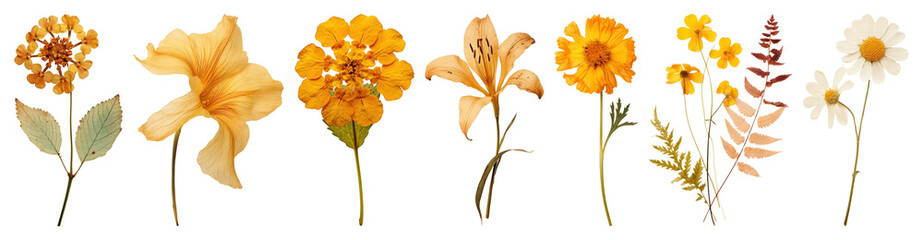 PNG Vibrant botanical floral arrangement, element set on transparent background