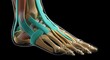 © backstock - Detailed 3D anatomical illustration of a human foot showing bones, tendons and muscles