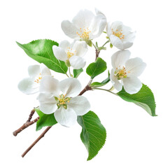 Wall Mural - png spring apple blossom flowers with green leaves blossoms leaf white.