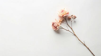 Poster - Delicate Dried Roses on a White Background A Simple, Elegant Floral Arrangement for Design Inspiration