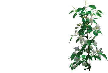 green leaves on white background