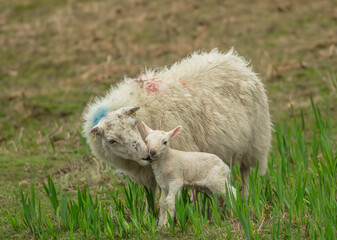 Wall Mural - mother sheep has given birth in green reeds and turns to clean her newborn lamb which has just manag