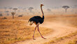 © Asghar - Ostrich walking in african savanna landscape wildlife photography of birds in the wilderness nature reserve