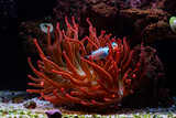 Anemone Rainbow Bubble Tip in Reef Tank with Clownfish