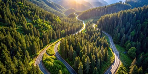 Poster - Serpentine mountain road winding through a lush evergreen forest bathed in golden sunlight, an aerial perspective revealing a picturesque landscape