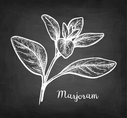 Wall Mural - marjoram chalk sketch