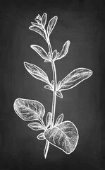 Wall Mural - marjoram chalk sketch