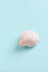Poster - single solitary seashell rests on smooth solid pastel background