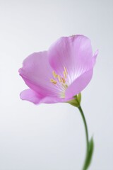 Poster - single vivid flower against simple white background showcasing minimalistic beauty with ample copy space