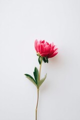 Poster - single vivid flower against simple white background showcasing minimalistic beauty with ample copy space