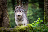 Close-up of european gray wolf in the forest