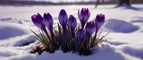Macro image of delicate purple crocus flowers emerging boldly from snow covered earth in early spring