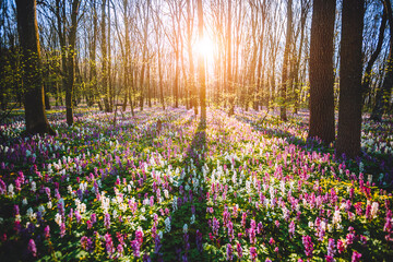 Aufkleber - The sun breaks through a forest covered with Corydalis cava flowers. Fantastic photo wallpaper.