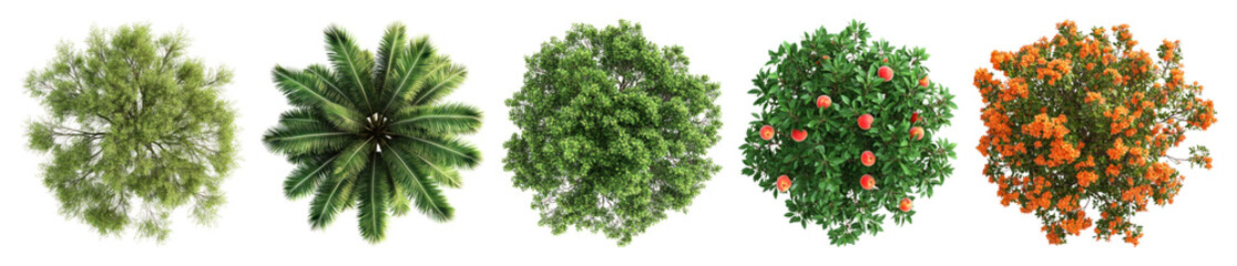 Wall Mural - png diverse aerial tree illustrations, element set on transparent background