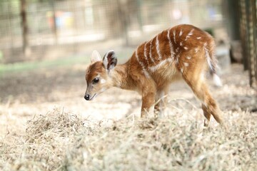 Wall Mural - portrait of a little sitatunga eating straw