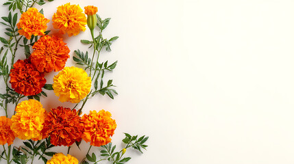 Poster - Vibrant marigold flowers in shades of orange and yellow arranged artistically on a clean white background : Generative AI