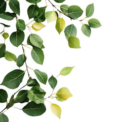 Wall Mural - png leaves branch leaf background branches.