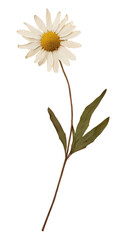Wall Mural - png chamomile flower pressed daisy.