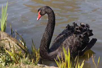 Aufkleber - A close up of a black swan, Cygnus atratus, as it swims close to the edge of a pool. there is detail in the feathers and the natural background has space for text copy