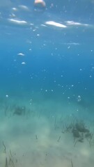 Wall Mural - vertical video underwater slow motion bubbles moving to surface