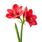 Pink and red amaryllis flowers isolated on white background