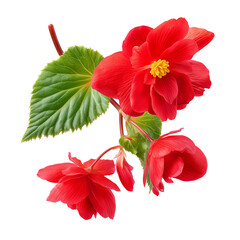 Wall Mural - Red begonia flowers with leaves isolated on white background