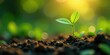 © Kritsana - A Delicate Seedling Emerges, Reaching Towards the Golden Sunlight, a Symbol of Growth and New Beginnings in a Lush Natural Environment