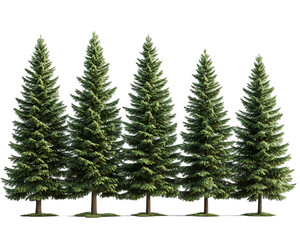 five green pine trees on transparent background, png