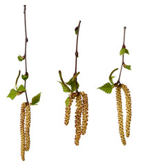 Wall Mural - three birch branches with young leaves, catkins and birch buds isolated on white background.