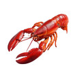 © LazysAI - Whole fresh lobster with vibrant red shell is isolated on pure transparency background, showcasing its detailed texture and natural color