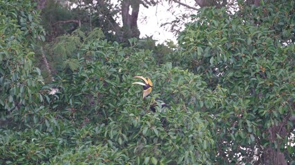 Great Hornbill, Buceros bicornis eats a red ripe Fruit  on a big tree in the forest.
