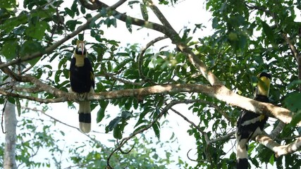 Great Hornbill, Buceros bicornis eats a red ripe Fruit  on a big tree in the forest.