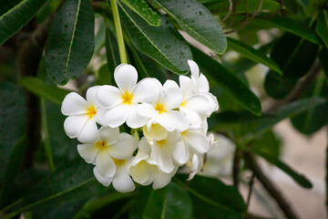 Wall Mural - White Frangipani flower Plumeria alba with green leaves