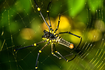 spider on the web