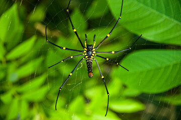 spider on a web