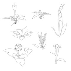 Poster - A series of drawings of flowers in black and white. The drawings vary in size and style, but all feature the same basic elements of a flower, such as petals and stems. The mood of the images is serene