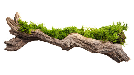 Moss growing on a weathered branch isolated against a white background.