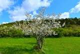 White blooming wild cherry (Prunus avium) tree at a meadow in Kras, Slovenia