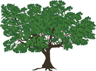 Wall Mural - green isolated old tree with lush branches