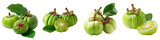 Collection of fresh garcinia atroviridis fruit isolated on transparent or white background