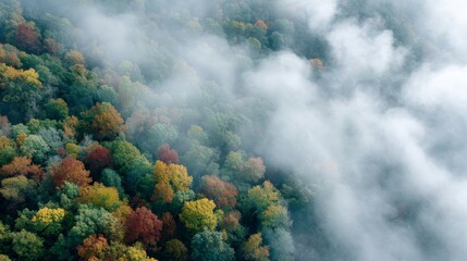 Poster - Forest canopy captured from above reveals rich autumn hues blending with mist, creating a serene and captivating landscape in the morning light