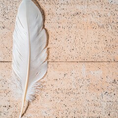 Poster - Soft feather affixed to a wall creating a unique artistic element that enhances the surrounding space